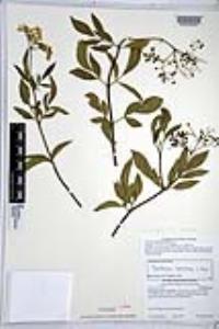 Sambucus nigra image