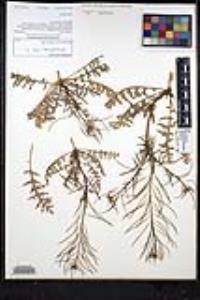 Sisymbrium irio image