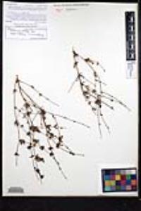 Stephanomeria exigua subsp. deanei image