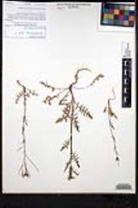 Sisymbrium irio image