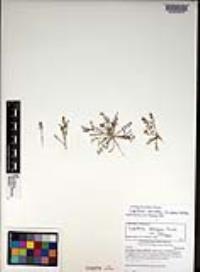 Lepidium strictum image