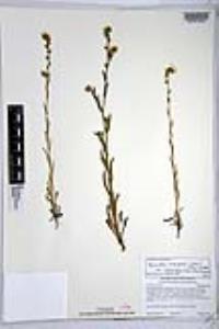 Amsinckia intermedia image