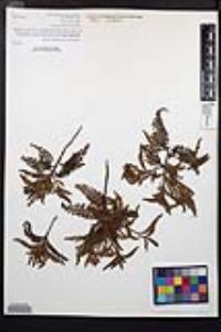 Chamaebatia australis image