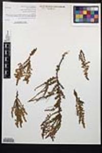 Adenostoma fasciculatum image
