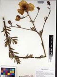 Romneya trichocalyx image