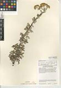 Eriophyllum staechadifolium image