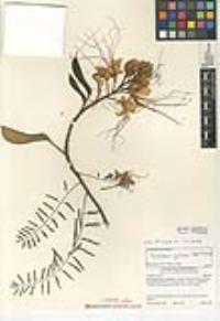 Erythrostemon gilliesii image