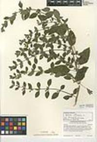 Melissa officinalis image