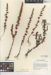 Rumex dentatus image