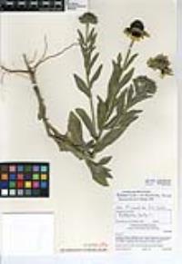 Rudbeckia hirta var. pulcherrima image