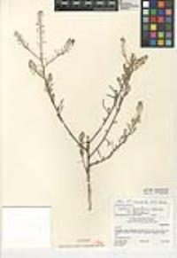 Lepidium densiflorum image