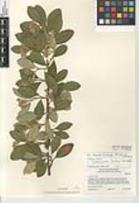 Cotoneaster lacteus image