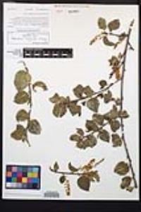 Prunus ilicifolia subsp. ilicifolia image
