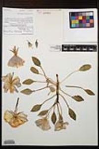 Oenothera deltoides subsp. deltoides image