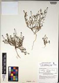 Lepidium virginicum var. robinsonii image