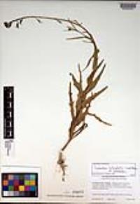 Caulanthus heterophyllus var. heterophyllus image
