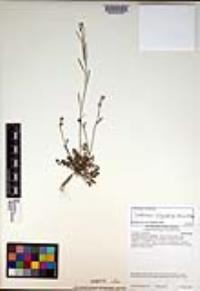 Cardamine oligosperma image