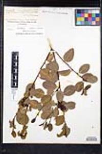 Rhamnus ilicifolia image