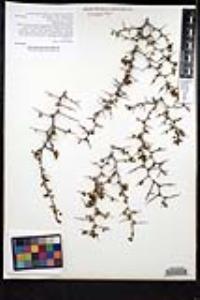 Ziziphus parryi image