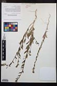 Camissoniopsis hirtella image
