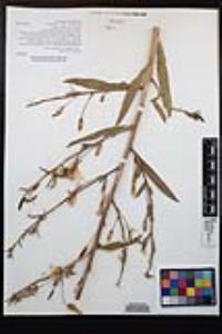 Oenothera elata image