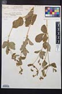 Drymocallis glandulosa image