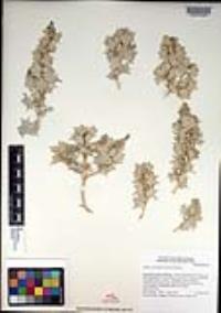 Atriplex hymenelytra image