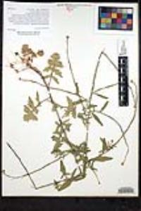 Sisymbrium officinale image