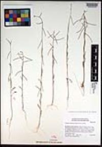 Caulanthus lasiophyllus image