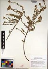 Dithyrea californica image