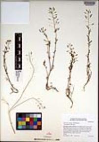 Descurainia pinnata subsp. menziesii image