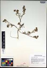 Lepidium didymum image