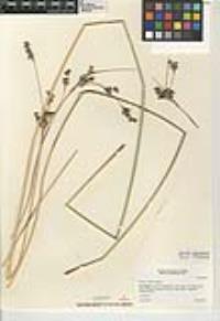 Juncus cooperi image