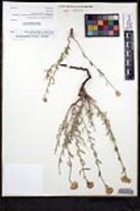 Monardella linoides image