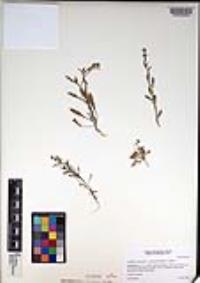 Lepidium virginicum var. robinsonii image