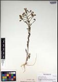 Lepidium pinnatifidum image
