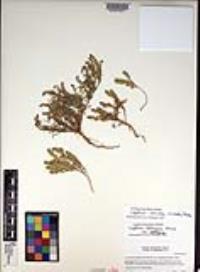 Lepidium strictum image