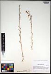 Sisymbrium altissimum image
