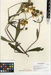 Bidens laevis image