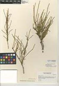 Ephedra viridis image