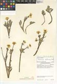 Ranunculus californicus image