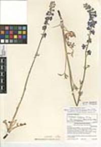 Delphinium hesperium subsp. cuyamacae image