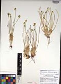 Platystemon californicus image