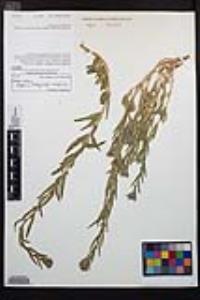 Epilobium densiflorum image