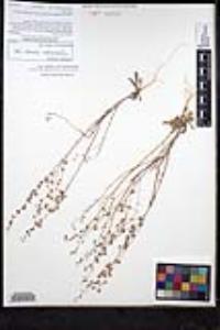 Thysanocarpus curvipes image