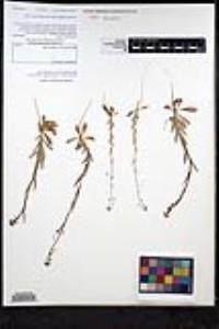 Thysanocarpus curvipes image