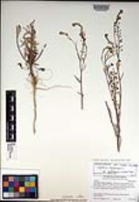 Lepidium virginicum subsp. menziesii image