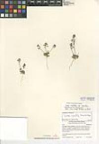Draba cuneifolia image