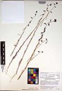 Caulanthus heterophyllus var. heterophyllus image