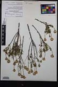 Ericameria linearifolia image